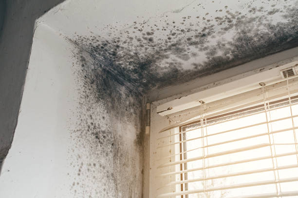 Affordable Mold Removal solutions in Bridgeport, WA