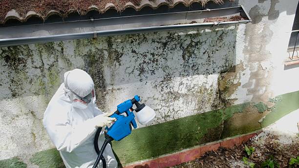 Top rated local Mold Removal specialists in Bridgeport, WA
